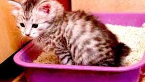 Jak naučit kočku na podnos